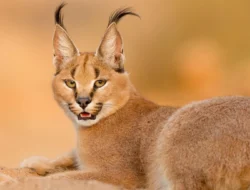 Caracal Cat: Elegance, Strength, and Its Vital Role in the Wild Ecosystem