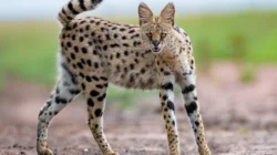 Serval Cat: A Majestic and Mysterious Wild Hunter